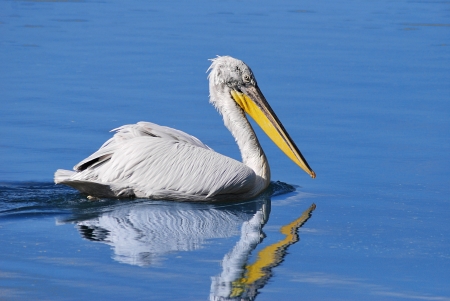 Pelecanus crispus swimmingの写真素材