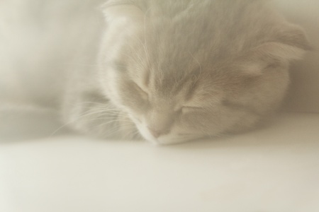 The small gray Scottish Fold sleeps の写真素材