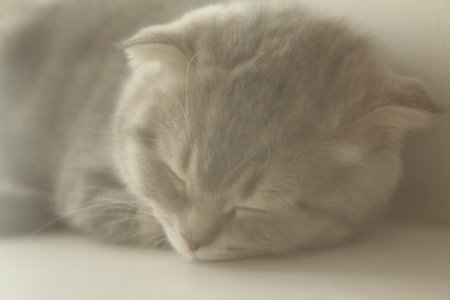 The small gray Scottish Fold sleeps on a white backgroundの写真素材