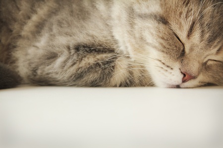 The small gray Scottish Fold sleeps on a white backgroundの写真素材