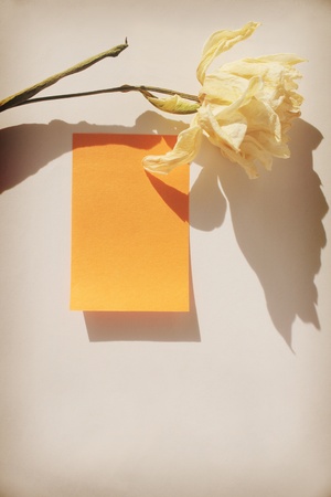 Orange sticker for notes with a flower on a grey backgroundの写真素材