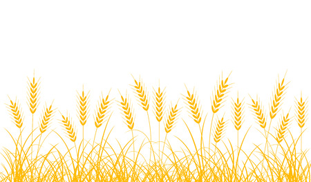 Wheat ears on a white background. Border of wheat ears and stalks.のイラスト素材