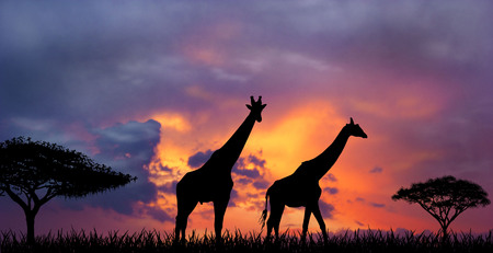 Silhouettes of two giraffes against a sunset. Giraffes and evening sunset.の写真素材