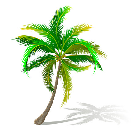 A palm tree on a white background. A palm tree with green leaves.のイラスト素材