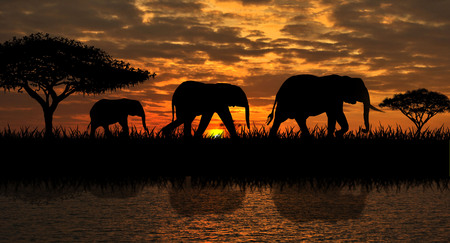 Silhouettes of elephants on a sunset background. Elephants against the backdrop of the sunset and the river.                                                                                                                                         の写真素材