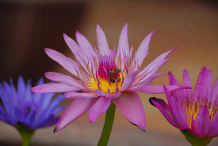 worker bees in lotusesの写真素材