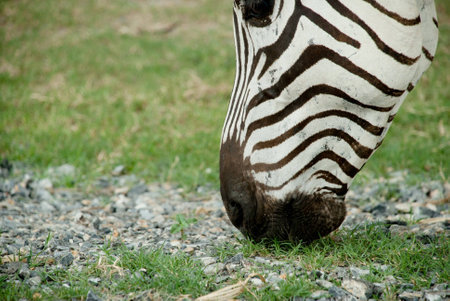 A zebra eating grassの素材