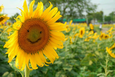 Smiley face Sunflowerの素材
