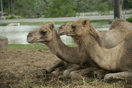Camelsの素材