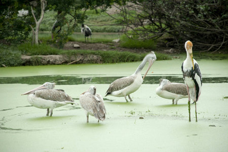 Lesser Adjutant storks in the swampの素材
