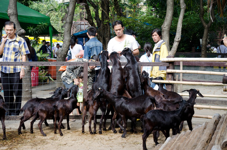 BANGKOK -JAN 1. An unidentified man feeding food to goats on January 1, 2014 at Dusit Zoo in Bangkok, Thailand.のeditorial素材