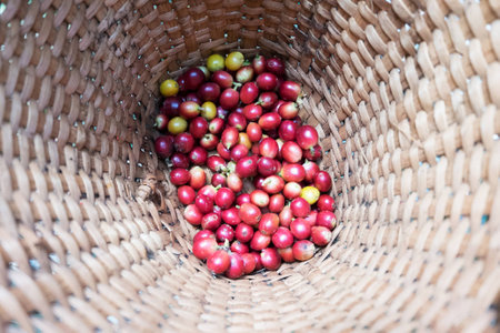 Fresh Coffee beans in Wicker basketの写真素材