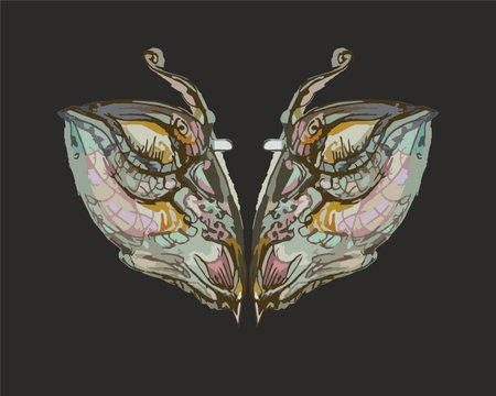 Colored ornamental butterfly wings on black for prints or textiles. Decorative butterfly symbol for shield or sport emblems, tattoos, fashion trends, graphics on vehicles, fabricsのイラスト素材