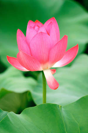 lotus in blossomの写真素材