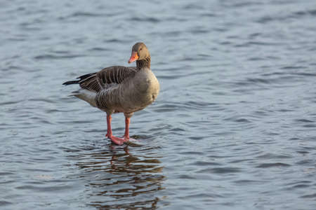 The greylag goose with orange beak and legs standing in blue water. Sunny winter day at a lake.の写真素材