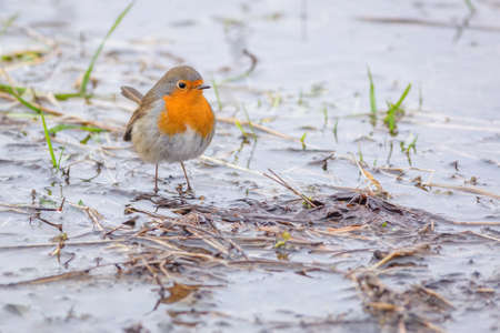 Portrait of a robin, a gray and brown European songbird with an orange chest, standing on the edge...