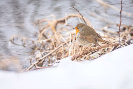 A robin, a gray and brown European songbird with an orange chest, perching on a twig at the riverbank. Blue water in the background. White snow in the foreground. Winter day in nature.の写真素材