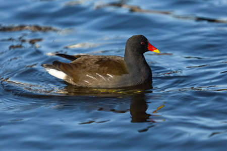 The common moorhen, a black and brown bird with a red and yellow beak, swimming in a blue river on a sunny winter day. Reflection of the bird in the water.の写真素材