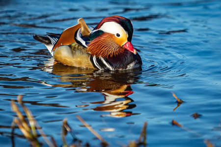 Close-up portrait of a colorful drake of a mandarin duck swimming in a river on a bright sunny day. Reflection of the bird and its vivid colors in blue water. Brown plants in the foreground.の写真素材