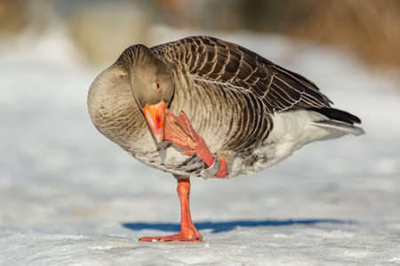 The greylag goose with orange beak standing on white snow scratching itself with a pink leg with an aluminum ring. A sunny winter day at the river. Blurry brown background.の写真素材
