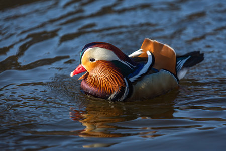 Close up portrait of a colorful male mandarin duck swimming in a river on a bright sunny day. Reflection of the bird and its vivid colors in the dark water.の写真素材