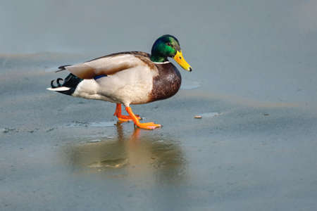 Portrait of a wild colorful mallard duck walking on ice on a sunny winter day. Blue background.の写真素材