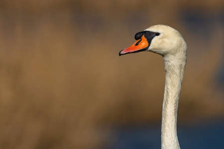 Portrait of a wild white mute swan with orange beak and long neck. Blurry blue and brown background. Sunny day by a lake. Space for text.の写真素材
