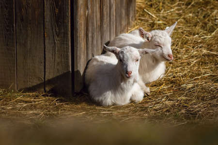 Two cute young white goats sleeping on the ground covered with yellow hay. Sunny spring day at a farm. Wooden shed in the background.の写真素材