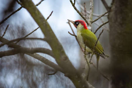 The European green woodpecker with red head perching on a tree in the park. Blue sky in the background.の写真素材