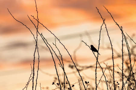 Orange sunset sky and a black silhouette of a dunnock, a small bird, perching and singing on a dog rose twig. Wires in the background.の写真素材