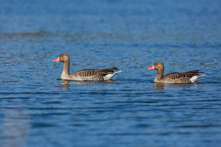 Two wild greylag geese with orange beaks swimming in blue water. Bright sunny spring day at a lake.の写真素材
