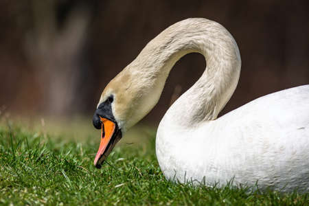 A wild white mute swan with orange beak laying on ground and pecking at green grass. Blurry brown background. Sunny spring day.の写真素材