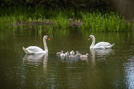 Wild white mute swan family with seven cute little offsprings swimming in green lake.の写真素材