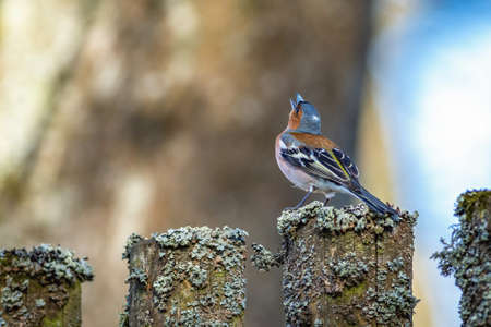 A common chaffinch male perching on wooden fence covered with gray moss singing. Blue sky and brown tree bark in the background.の写真素材