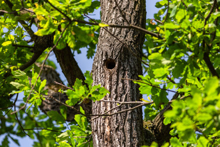 A hollow in a tree trunk made by a bird nesting inside. Fresh green leaves growing on a tree. Sunny summer day in a nature. Blue sky in the background.の写真素材