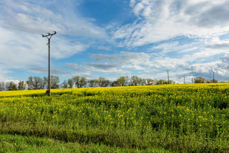 View of rural countryside with yellow rapeseed field, green grass, trees on horizon, electricity poles and lines. Sunny spring day with blue sky and white clouds.の写真素材
