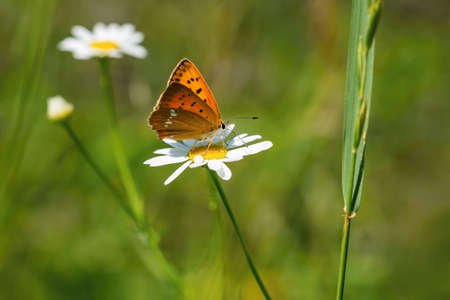 The scarce copper, a female of an orange butterfly sitting on a white and yellow flower. Blurry green background. Sunny summer day in a meadow.の写真素材
