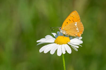 The scarce copper, a female of an orange butterfly sitting on a white and yellow flower. Blurry green background. Sunny summer day in a meadow.の写真素材