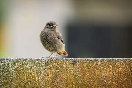 Close up portrait of a cute fledgling, a black redstart, with an orange tail sitting on a granite stone wall. Gray and black background.の写真素材