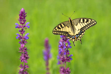 Beautiful yellow, black, blue and red old world swallowtail butterfly, Papilio machaon, sitting on a purple flower growing in a meadow. Green grass in the background. Sunny summer day in nature.の写真素材