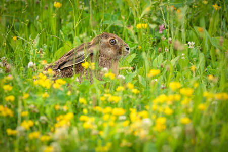 A brown hare with long ears hiding in fresh green grass and yellow flowers on a summer day in a meadow.の写真素材