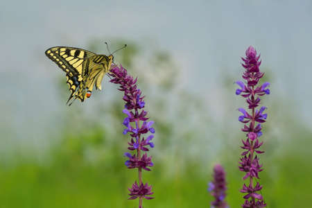 Beautiful yellow, black, blue and red old world swallowtail butterfly, Papilio machaon, sitting on sage flower growing in a meadow. Green grass and blue sky in the background. Sunny summer day.の写真素材