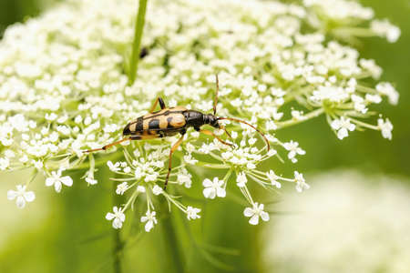 Black and yellow spotted longhorn beetle climbing on a white flower growing in a meadow. Natural light and blurry green background.の写真素材
