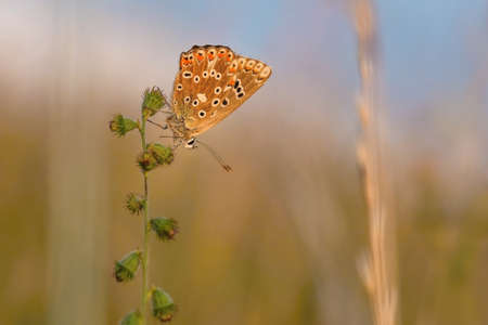 A female chalk hill blue butterfly sitting upside down on a plant growing in a meadow on a summer evening. Warm colors, blue sky and green grass in the background.の写真素材