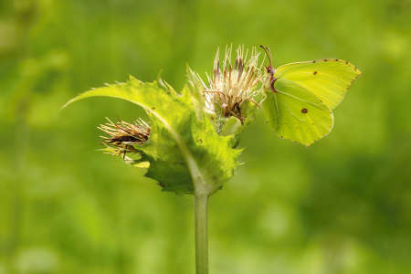 A yellow brimstone butterfly sitting on a thistle plant growing in a meadow on a sunny summer day. Green background.の写真素材