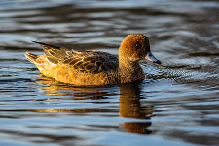 A brown duck, European wigeon, swimming in blue water on a sunny autumn day.の写真素材