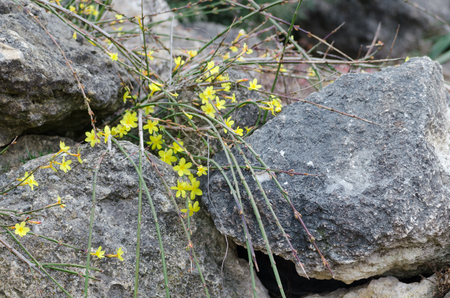 small yellow flowers on the gray stonesの写真素材