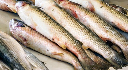 Fish on the counter