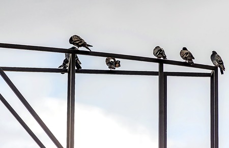 pigeons sit on metal constructionの写真素材