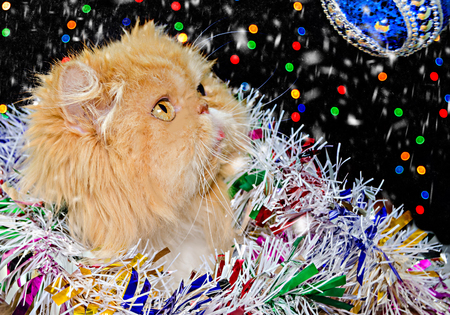 beautiful persian cat with colored christmas tinsel in Christmas decor.の写真素材